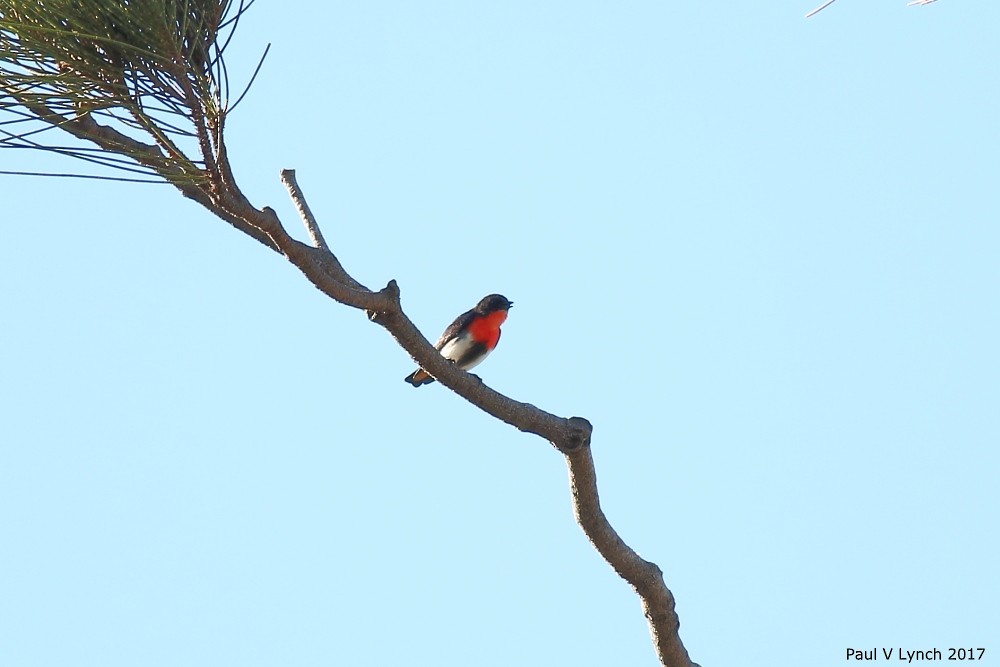 Mistletoebird - ML69006101