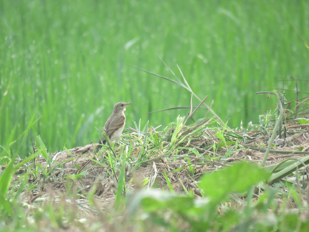 Little Ground-Tyrant - Hugo Foxonet