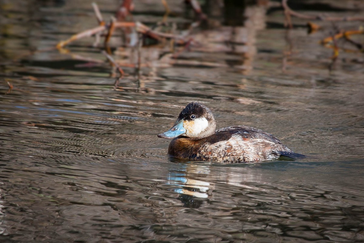 Ruddy Duck - ML69006631