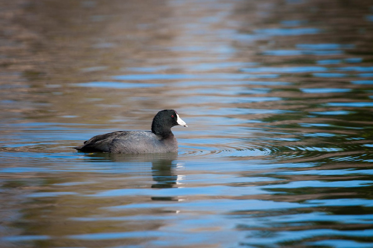 American Coot - ML69006701