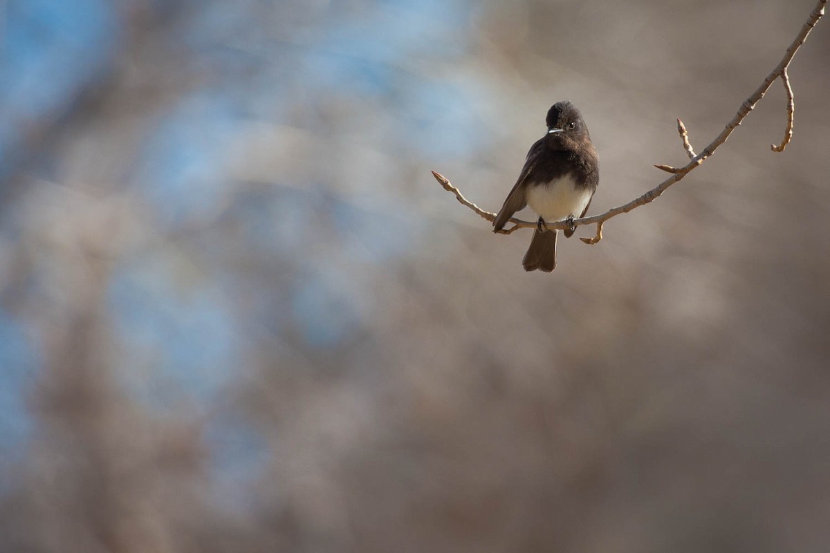 Black Phoebe - ML69006711