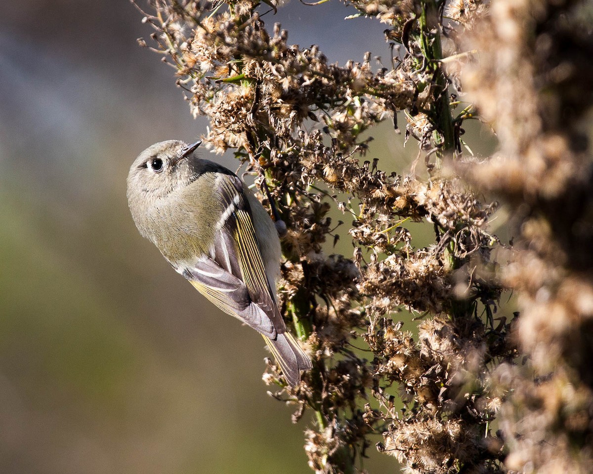 Ruby-crowned Kinglet - Tanner Martin