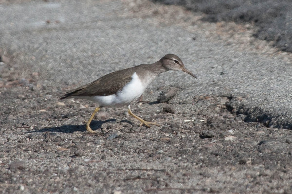 Spotted Sandpiper - Tanner Martin