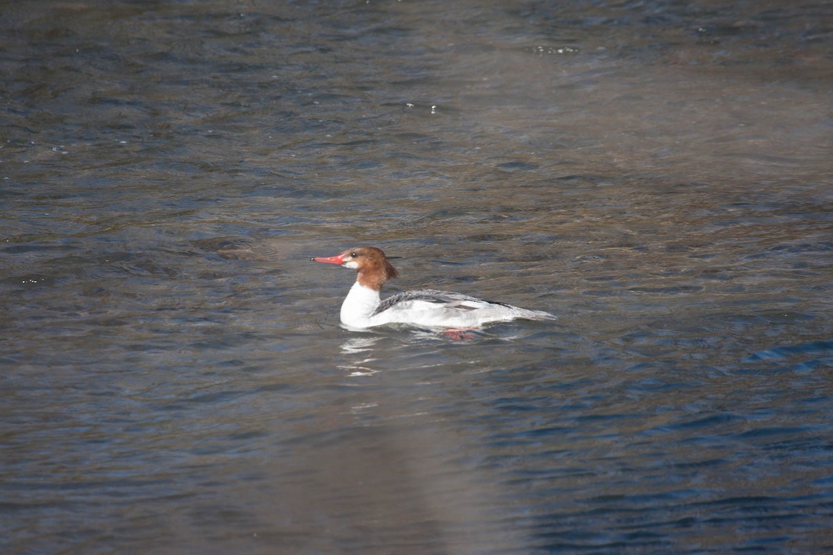 Common Merganser - ML69007091