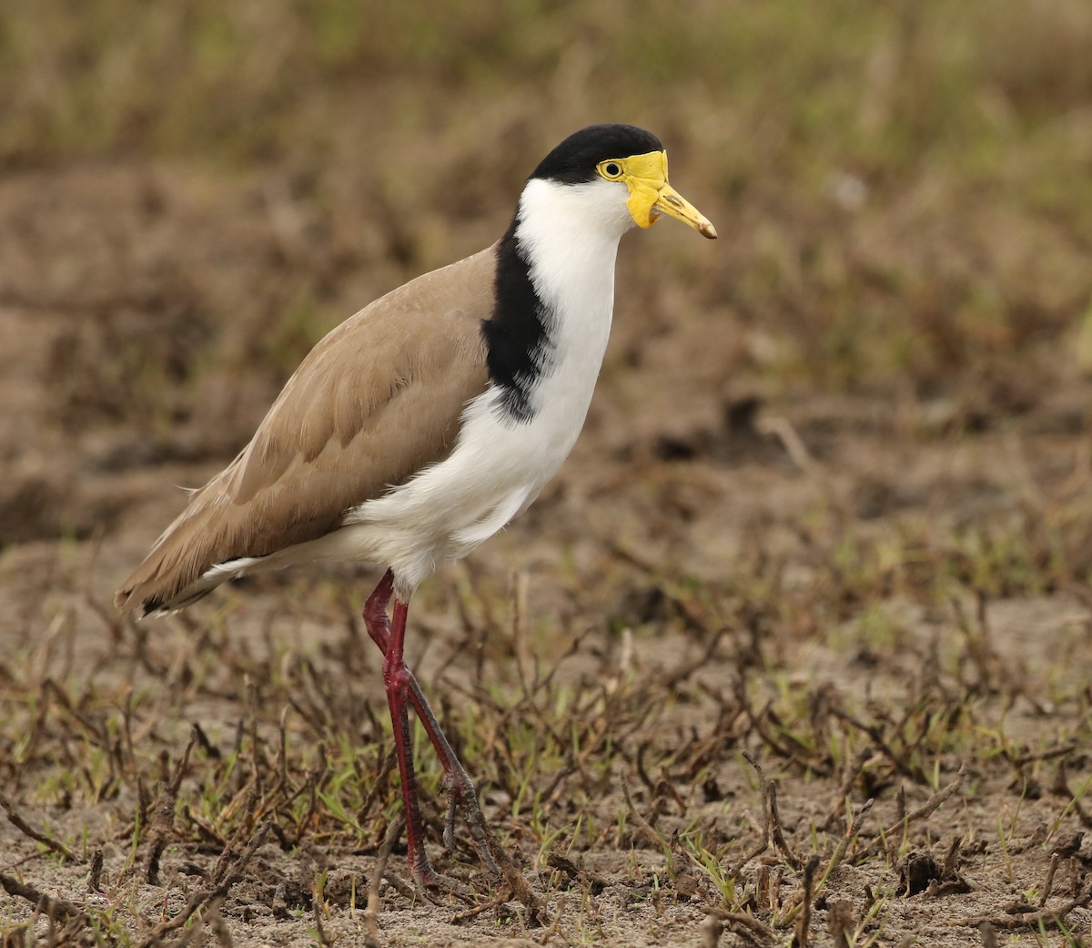 Masked Lapwing - ML69007681