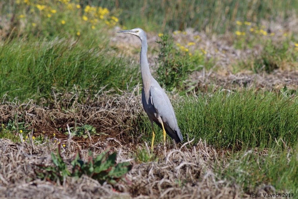 White-faced Heron - ML69007841