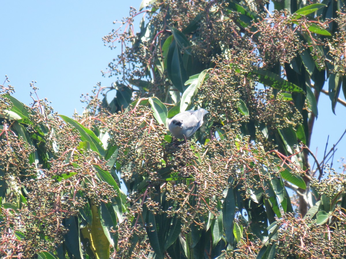 Blue-gray Tanager - Hugo Foxonet