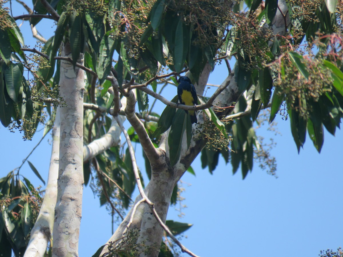 Turquoise Tanager - Hugo Foxonet