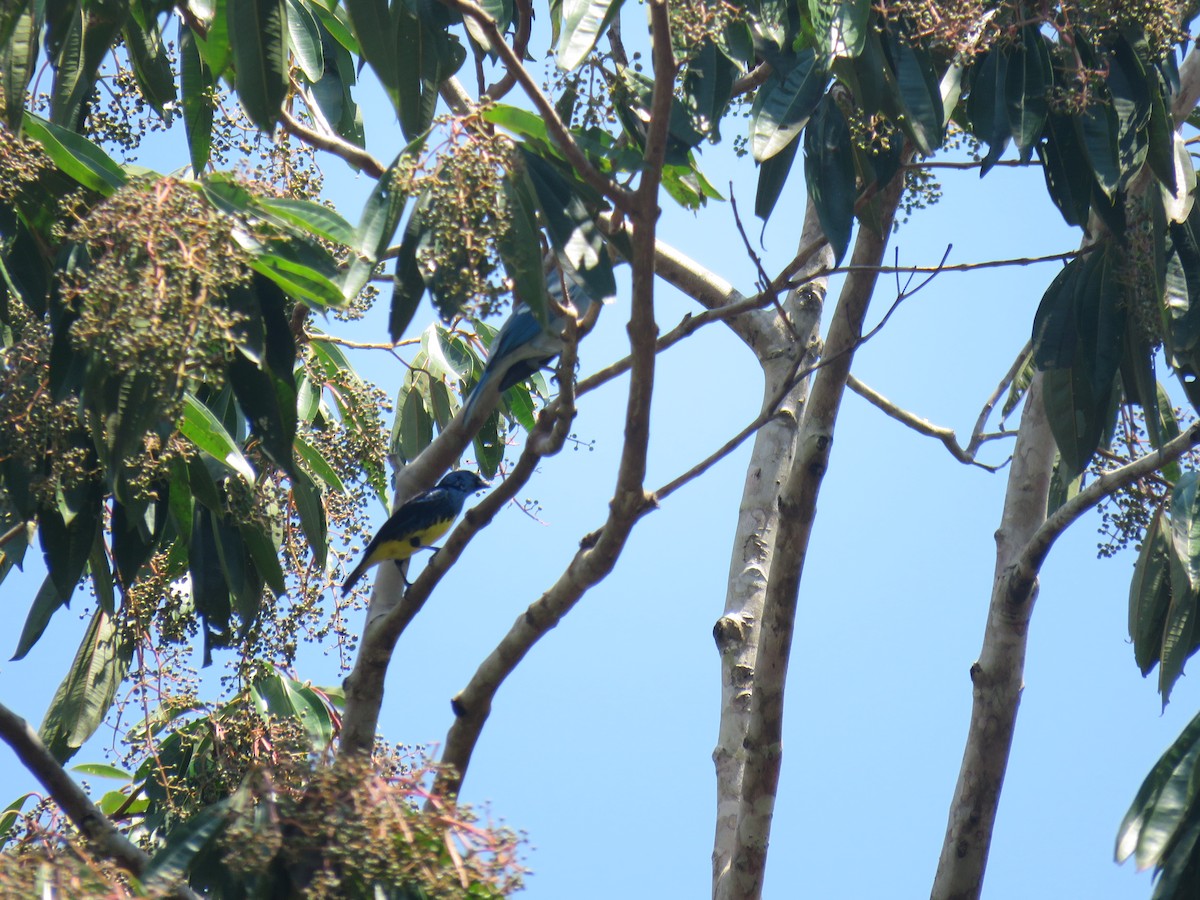 Turquoise Tanager - Hugo Foxonet