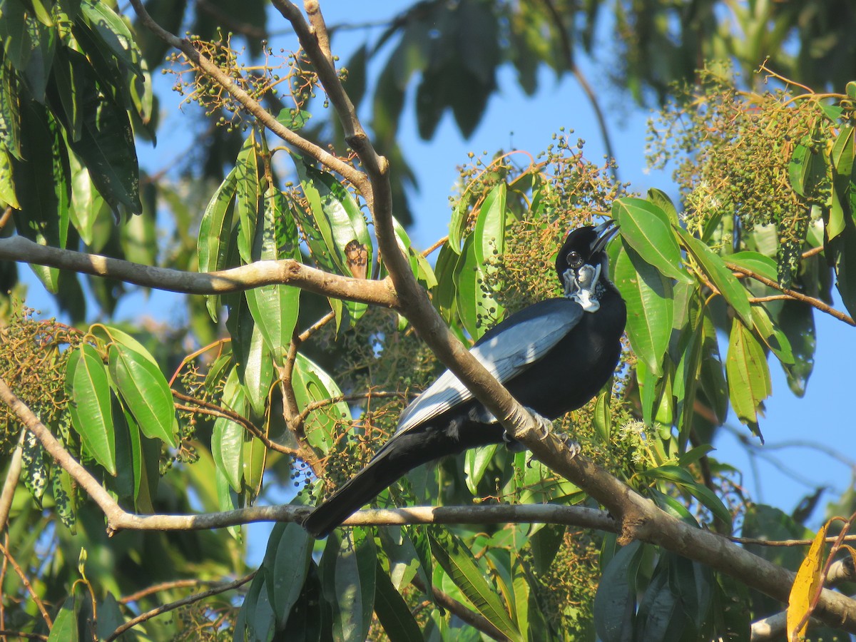 Bare-necked Fruitcrow - ML69008311