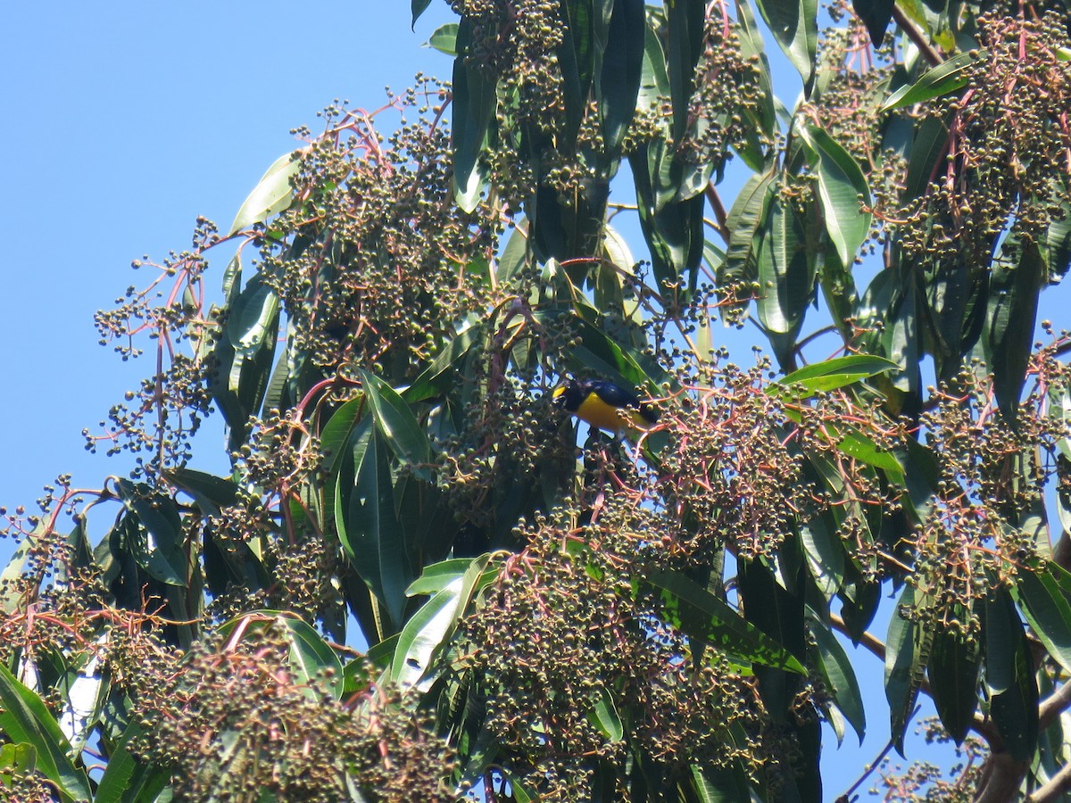 White-vented Euphonia - ML69008331