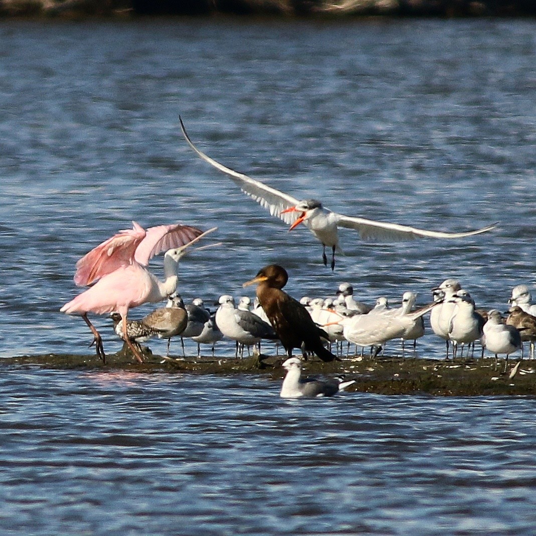 Caspian Tern - ML69009161