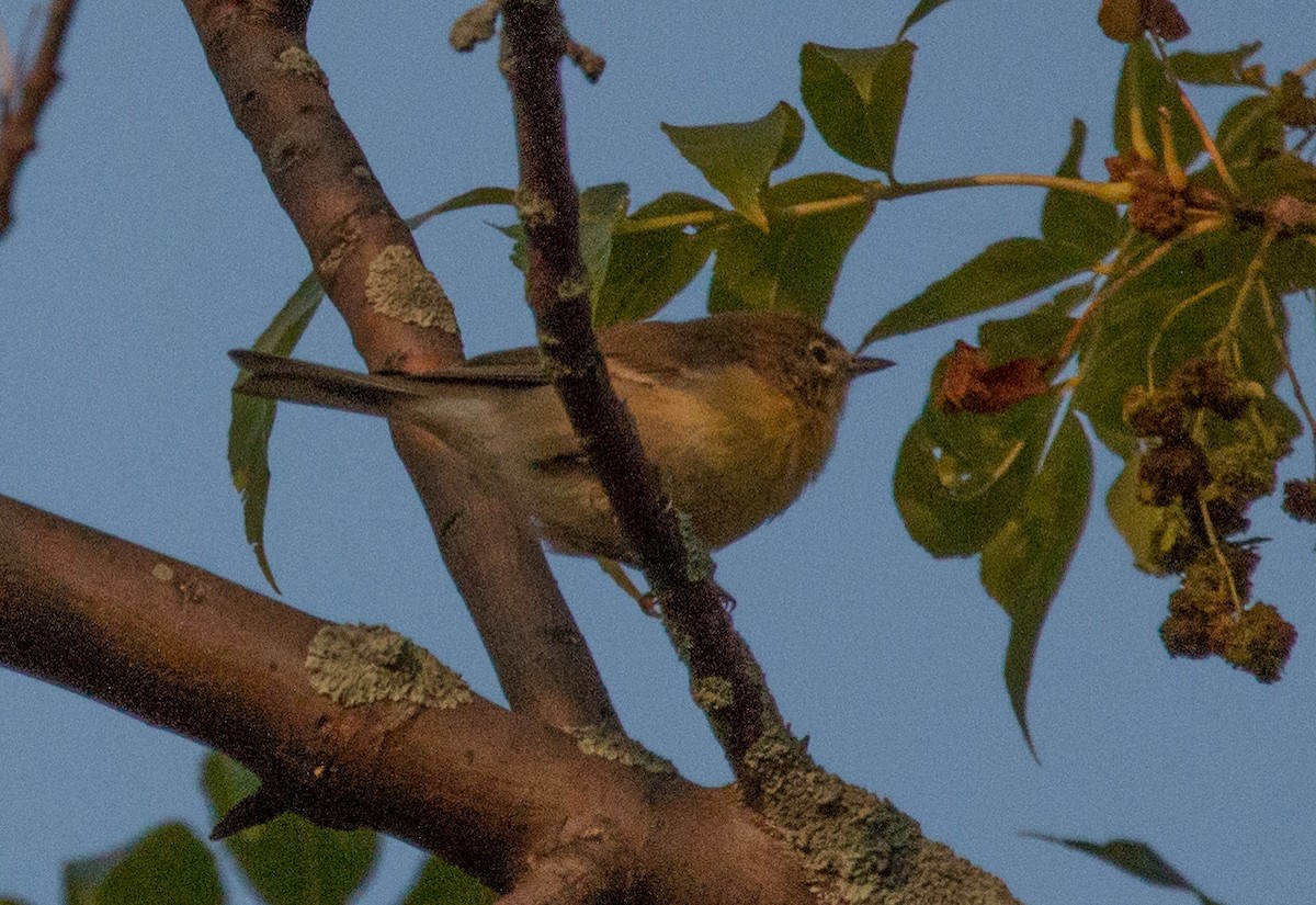 Pine Warbler - Joel Strong