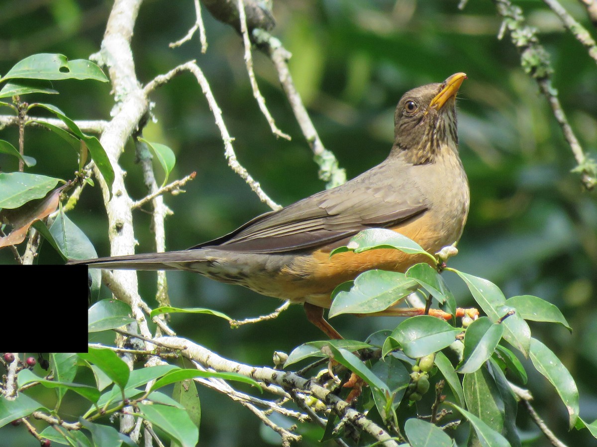 Olive Thrush - ML69012331