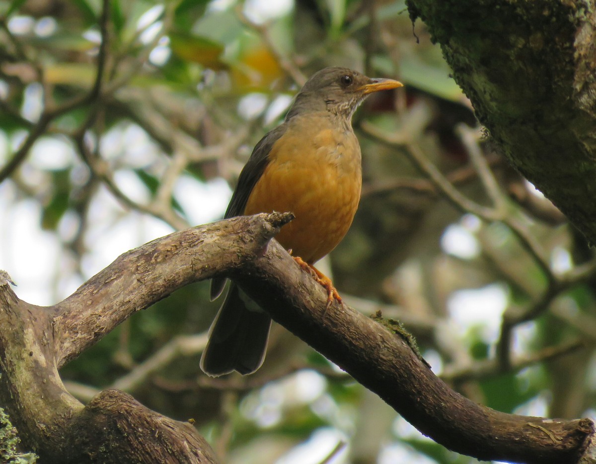 Olive Thrush - ML69012341