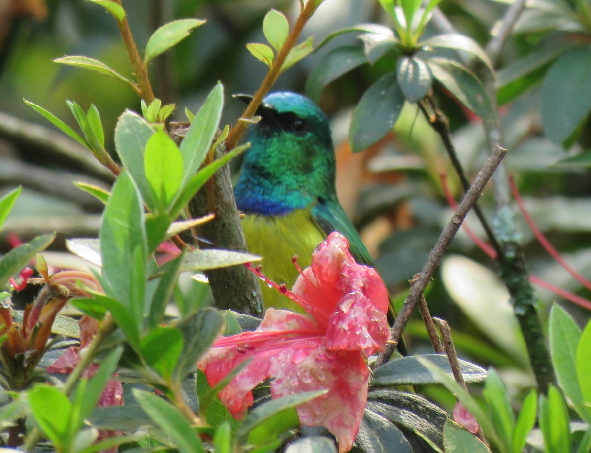 Collared Sunbird - ML69012371