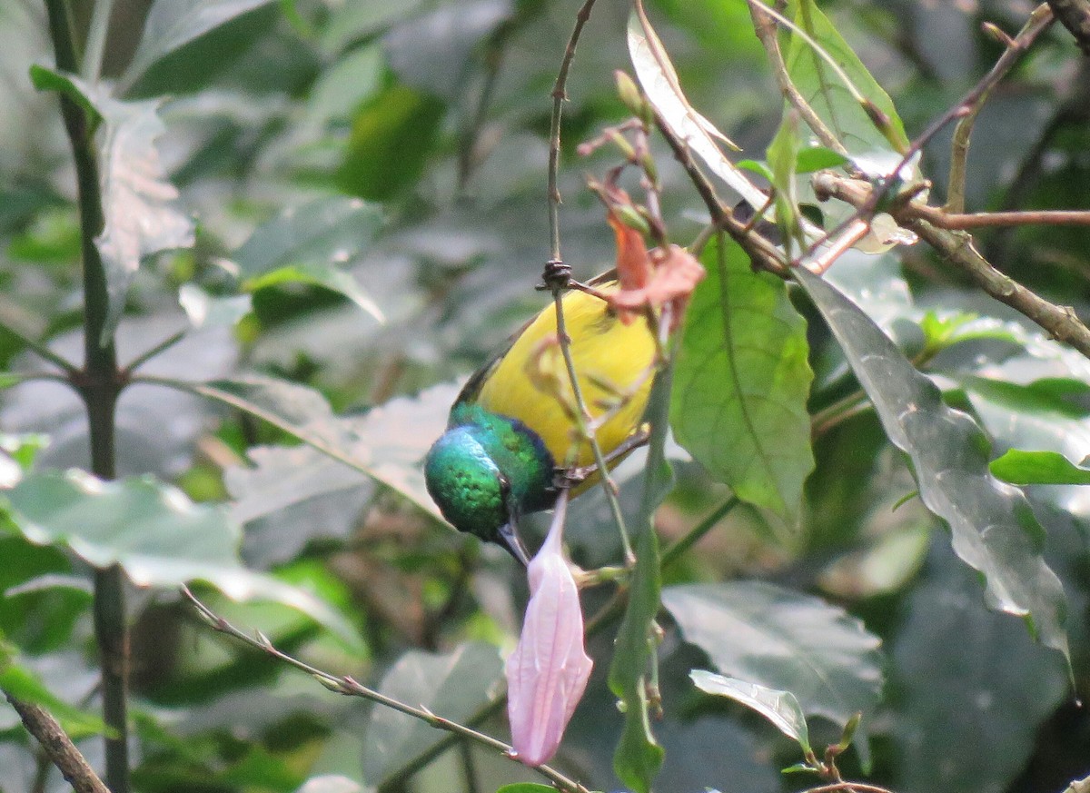 Souimanga à collier - ML69012391