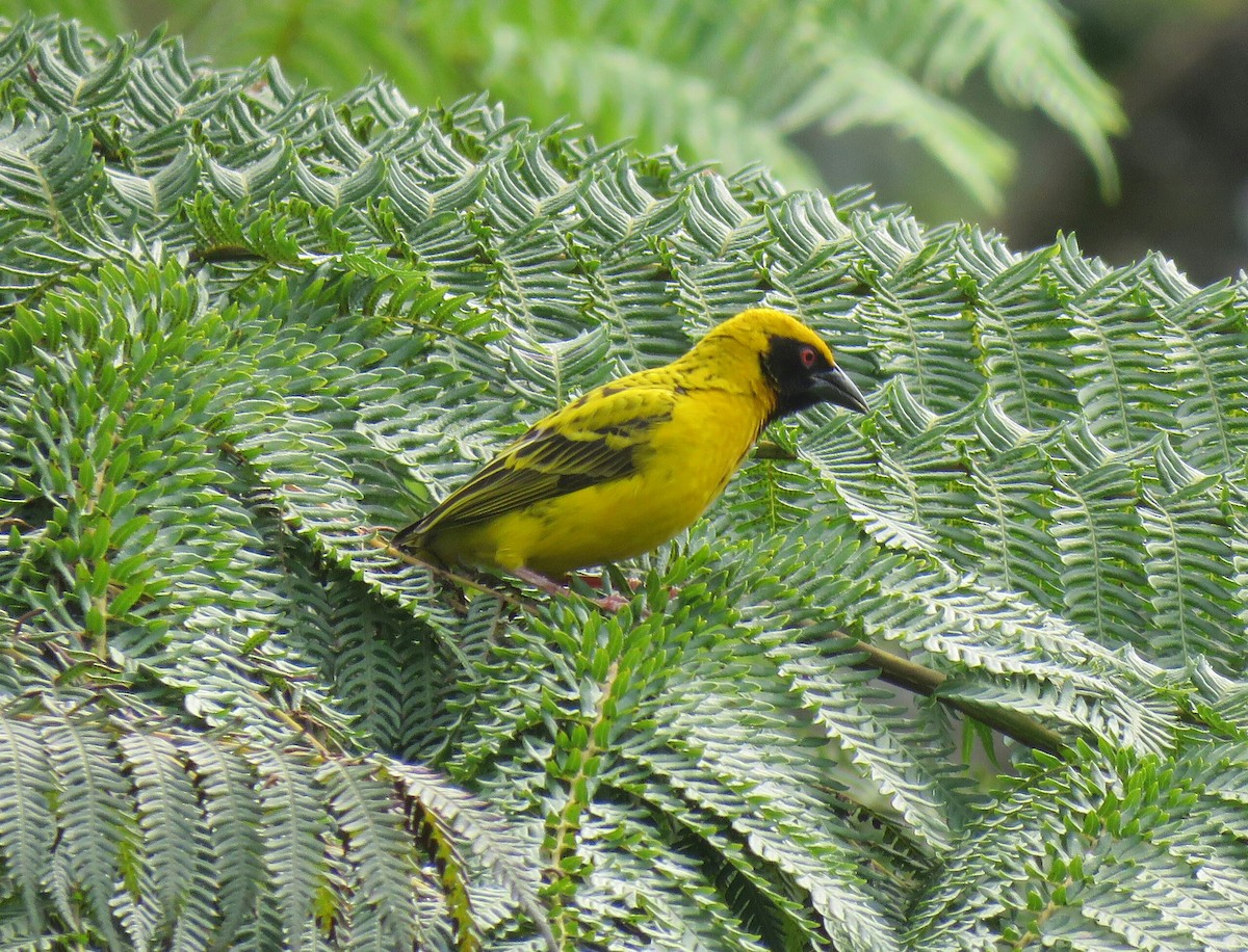 Village Weaver (Spot-backed) - ML69012401