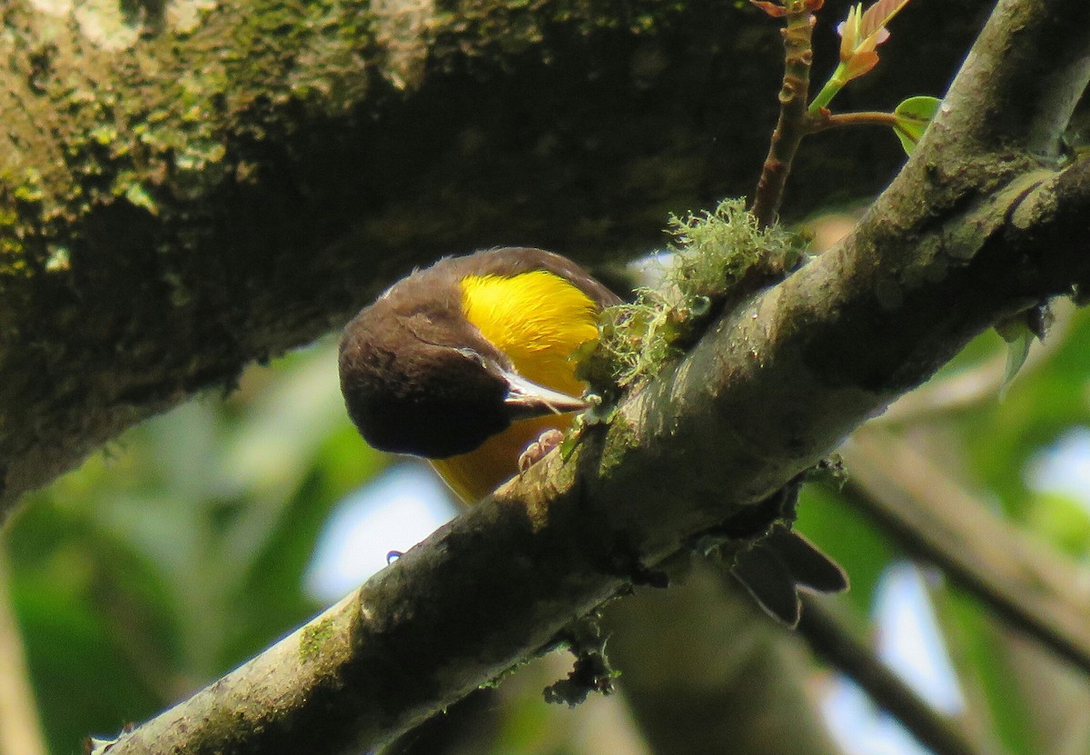 Tisserin bicolore - ML69012411