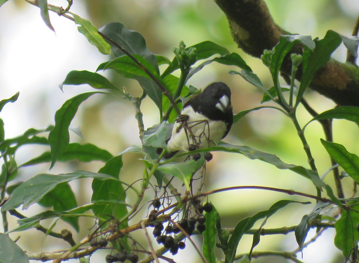 Black-and-white Mannikin (Red-backed) - ML69012431