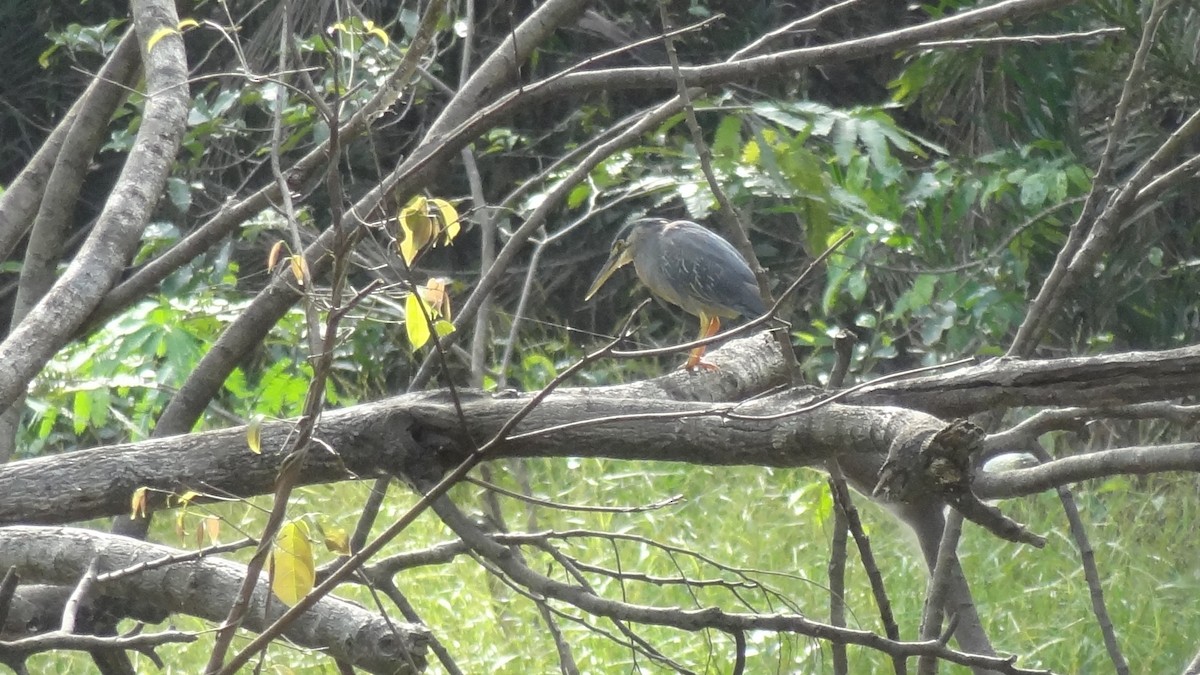 Striated Heron - ML69014241