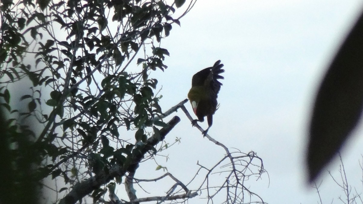 Green Oropendola - Tim Forrester