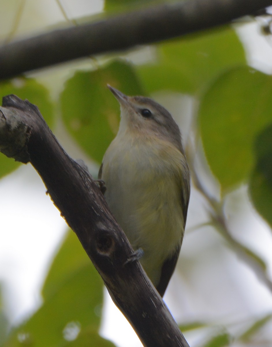 Warbling Vireo - Richard Garrigus