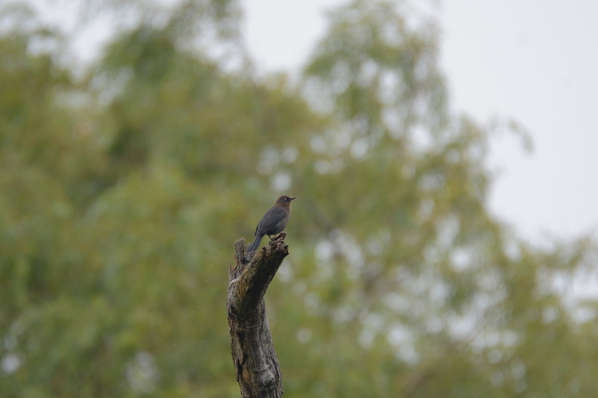 Rusty Blackbird - ML69016481