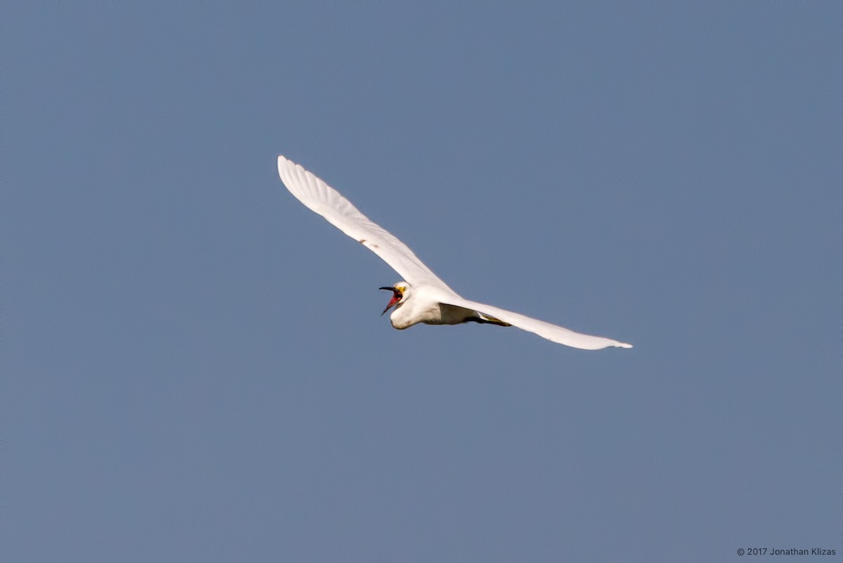 Snowy Egret - ML69016951