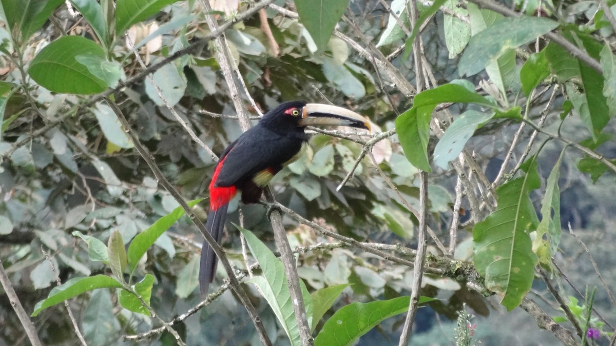 Collared Aracari (Pale-mandibled) - ML69017321