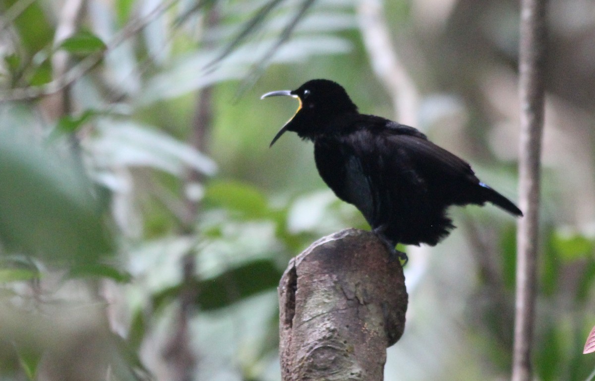 Victoria's Riflebird - Gary Leavens