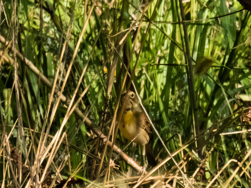 Dickcissel - Bryan Barmore