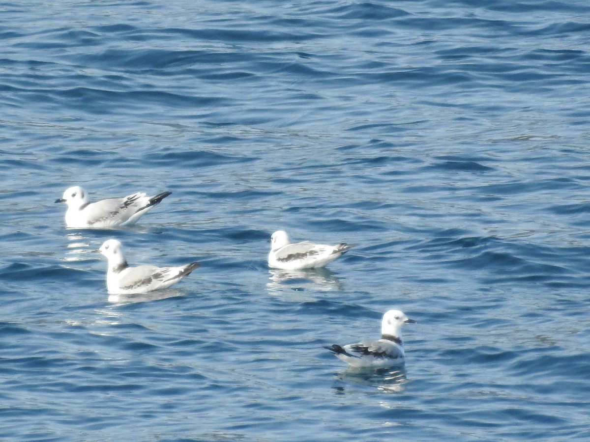 Black-legged Kittiwake - ML69019611