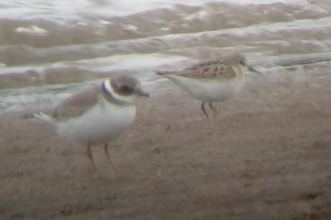 Common Ringed Plover - MERCIER Christophe