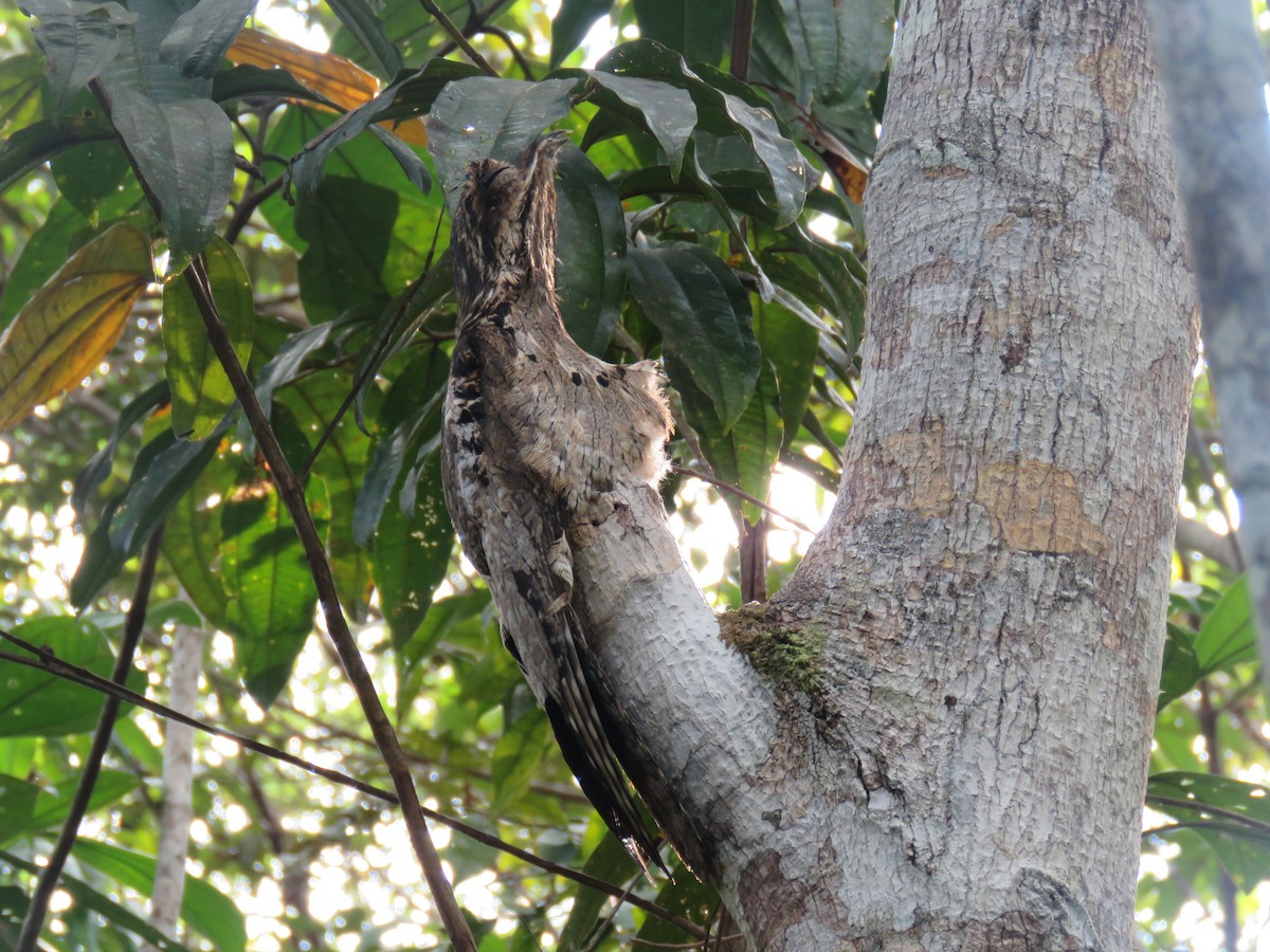 Common Potoo - ML69020871