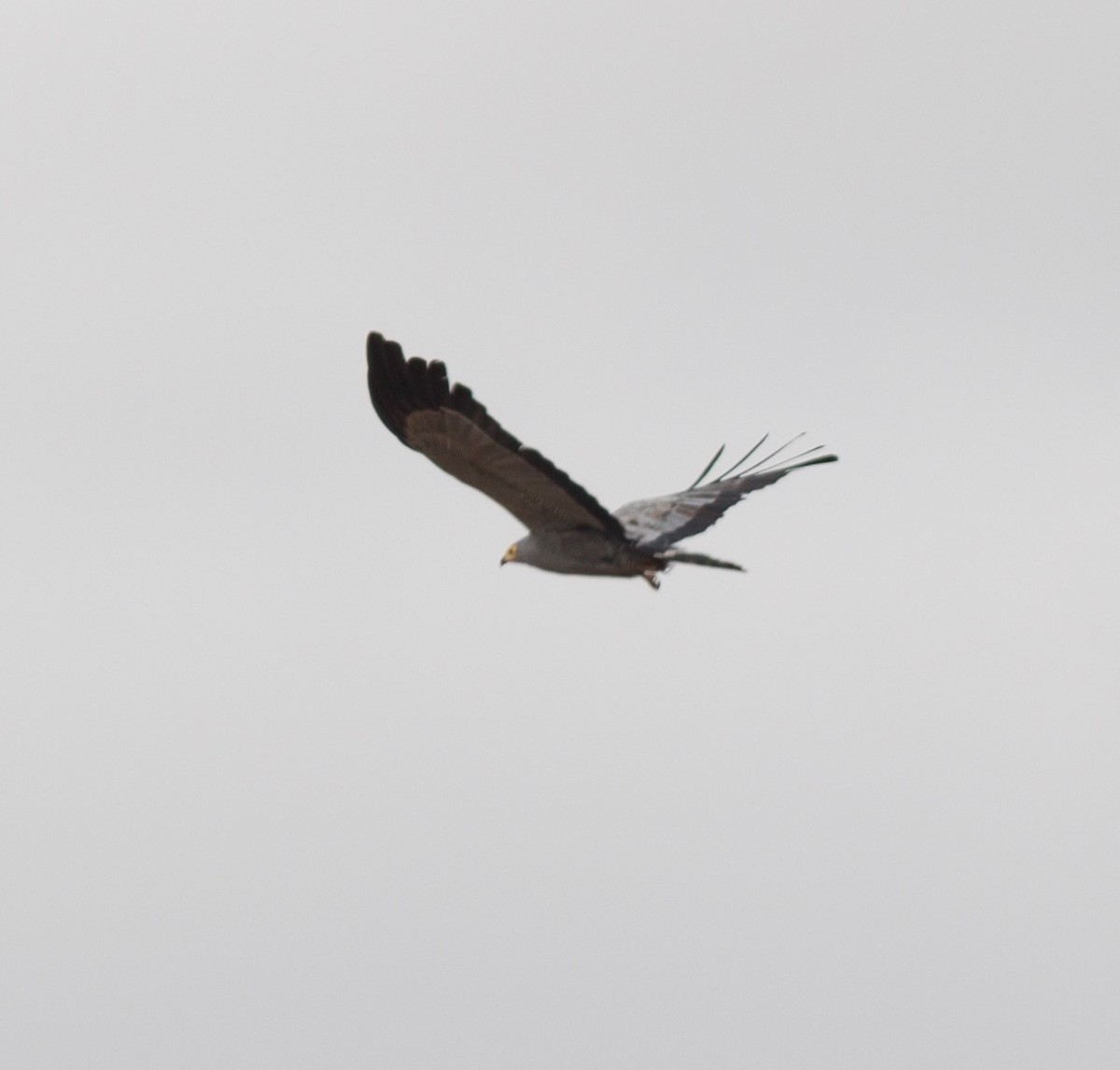 African Harrier-Hawk - ML69020891