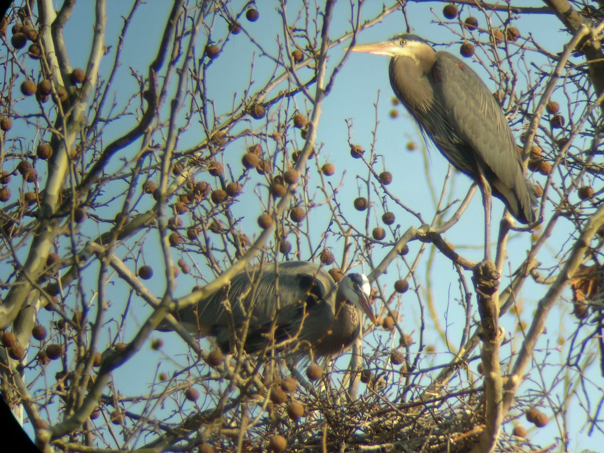 Great Blue Heron - ML69021231