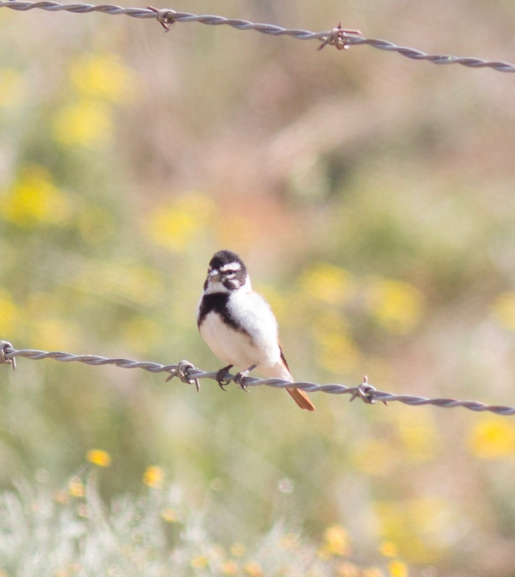 Black-headed Canary (Damara) - ML69021261