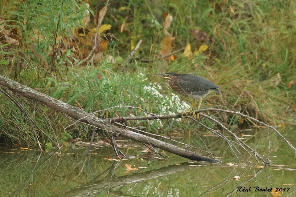 Green Heron - Réal Boulet 🦆