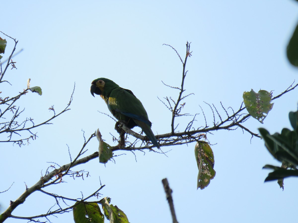 Chestnut-fronted Macaw - Hugo Foxonet