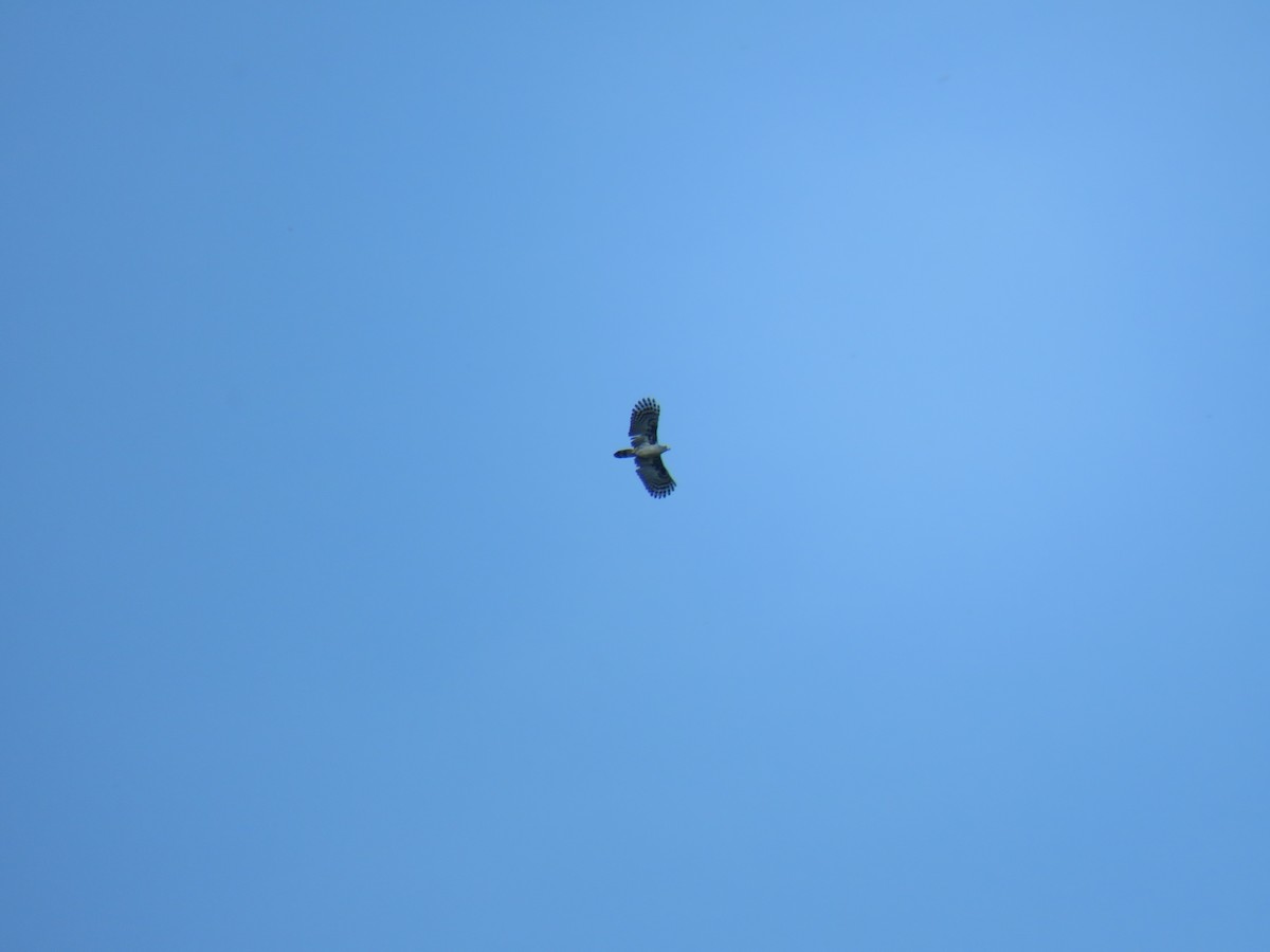 Gray-headed Kite - Hugo Foxonet