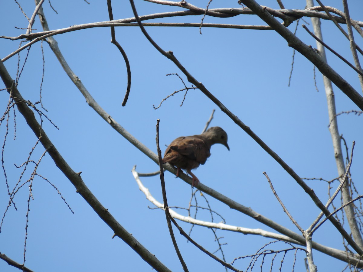 Ruddy Ground Dove - ML69025281