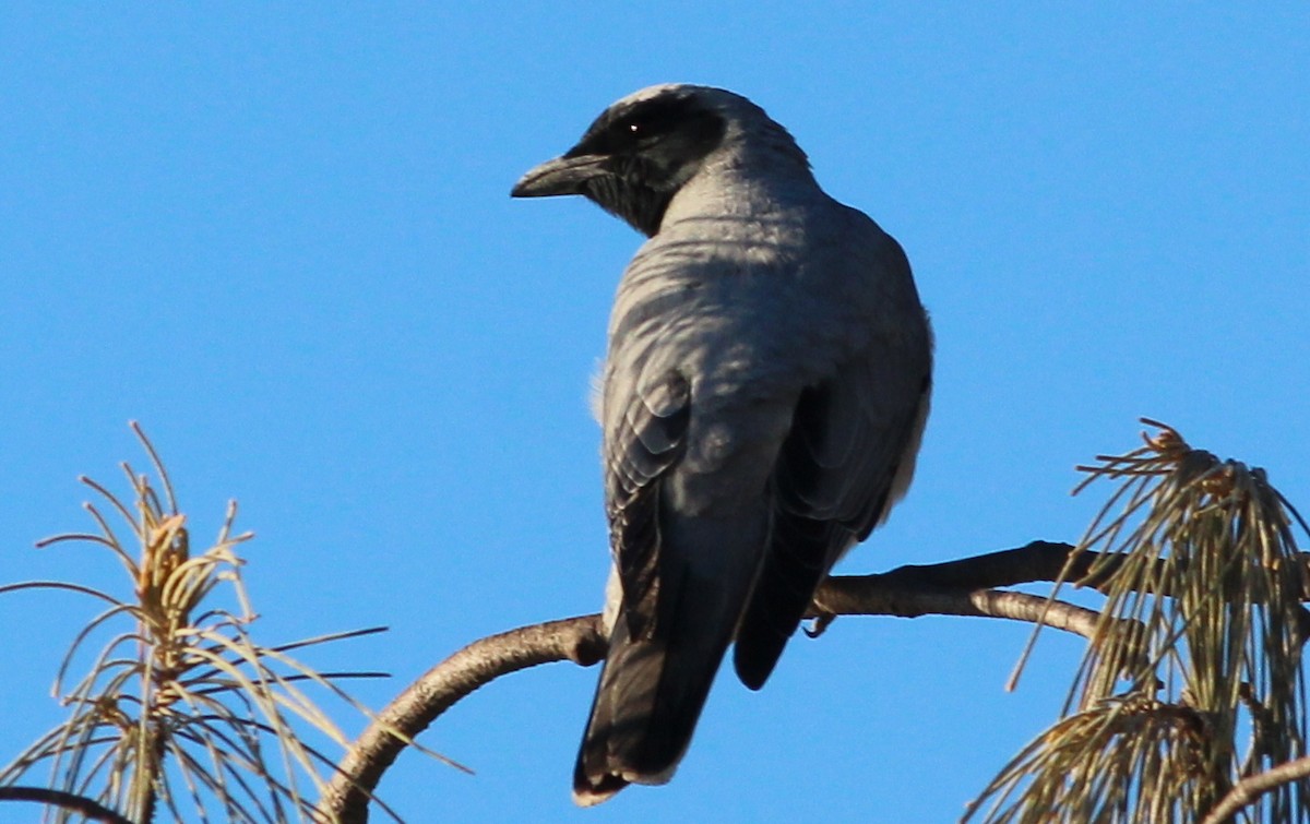 Black-faced Cuckooshrike - Gary Leavens