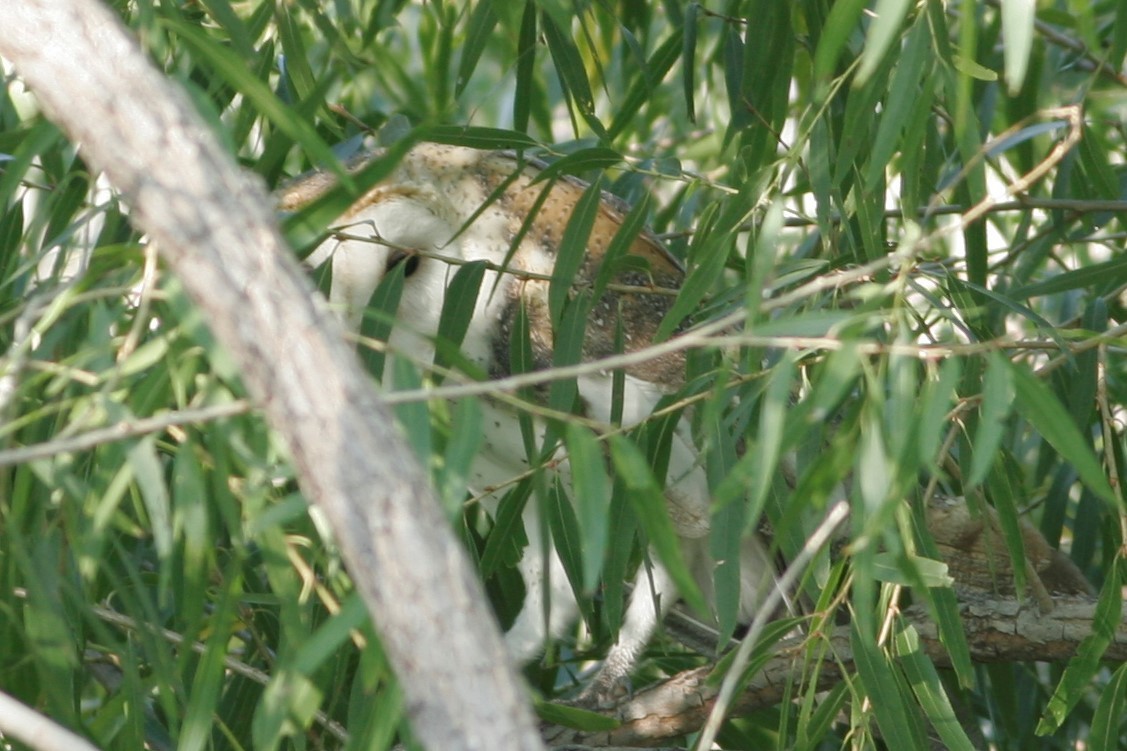 American Barn Owl - ML69025551
