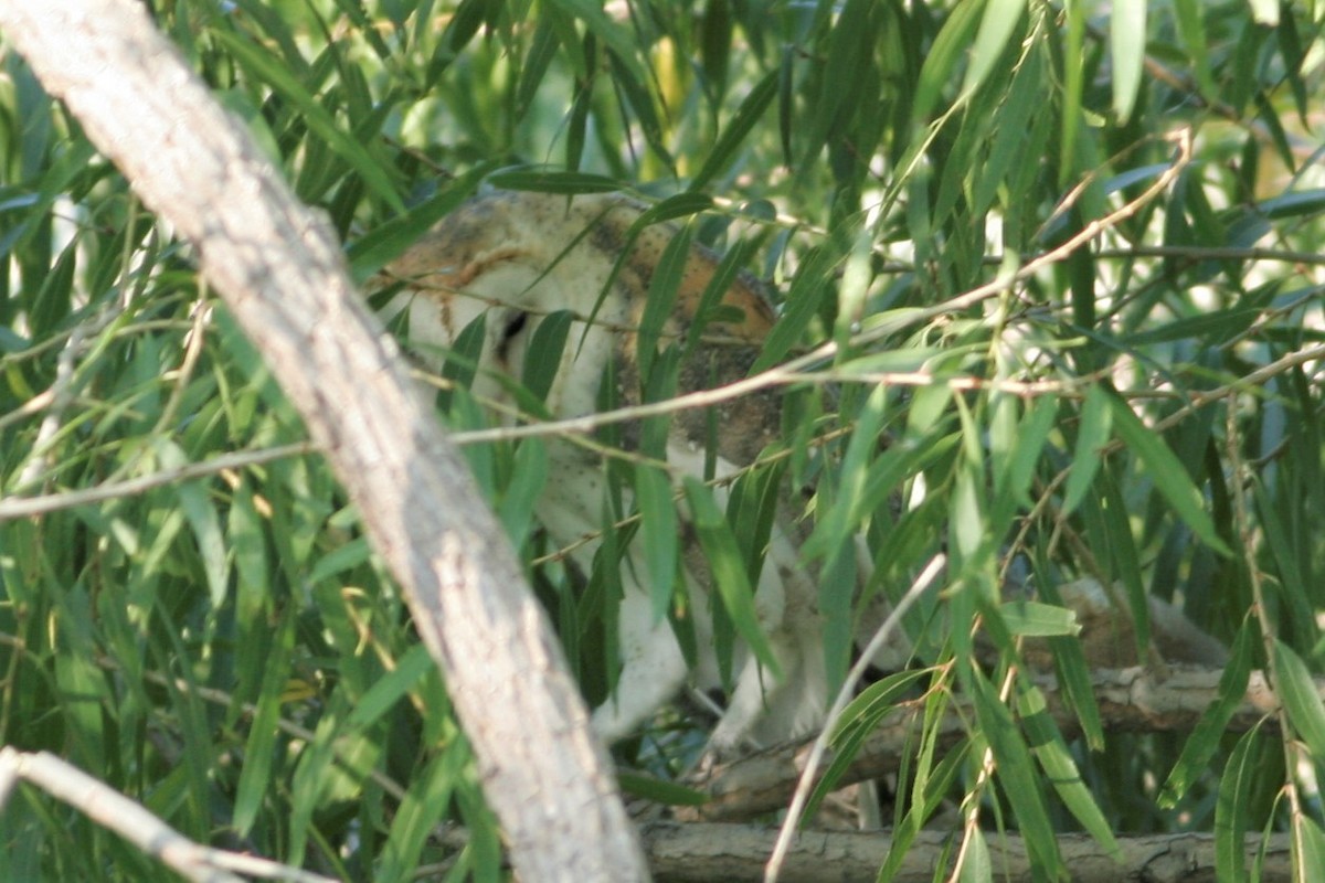 American Barn Owl - ML69025591