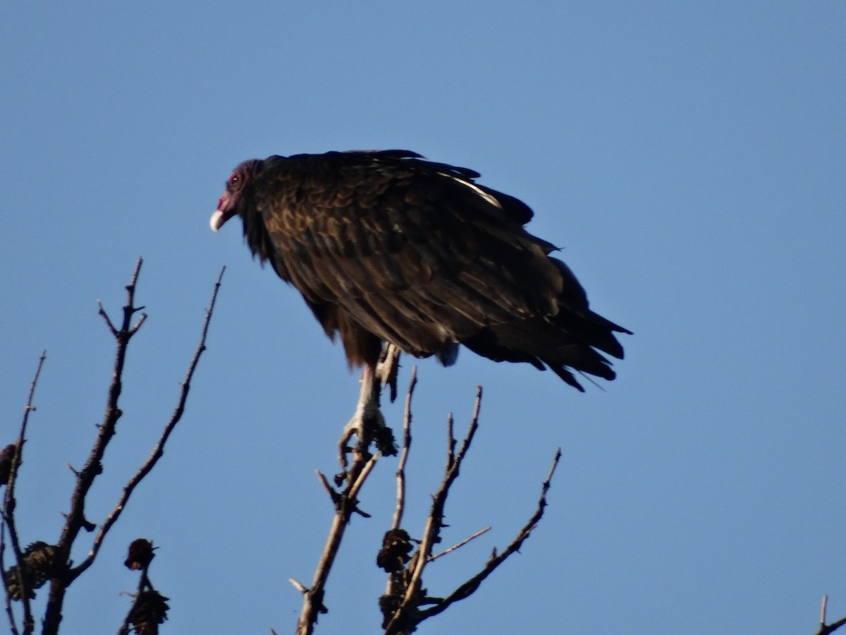 Turkey Vulture - ML69025721