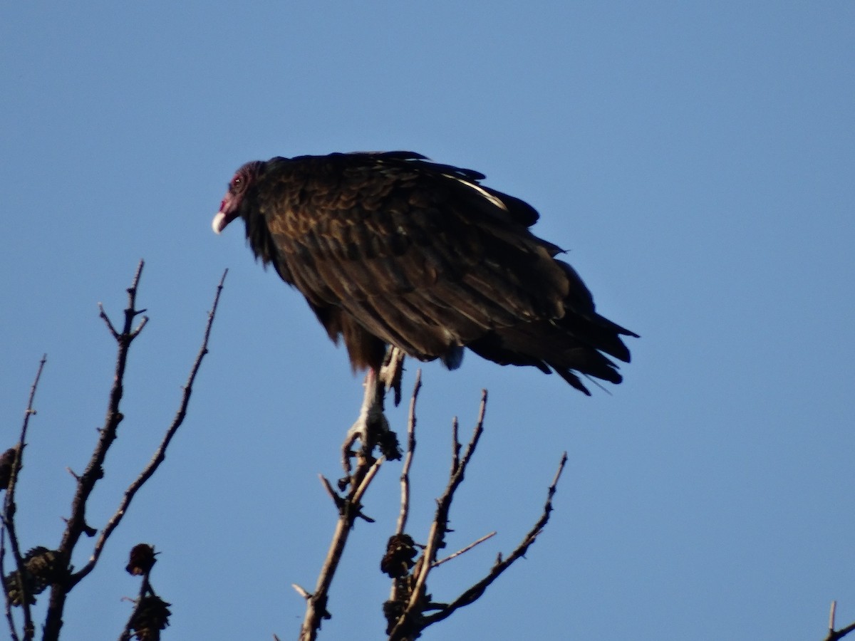 Urubu à tête rouge - ML69025721