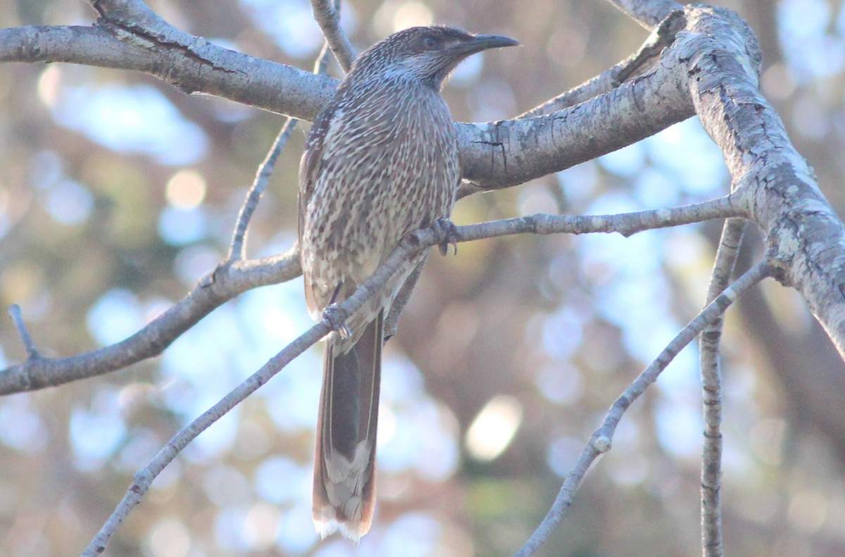 Little Wattlebird - ML69026221