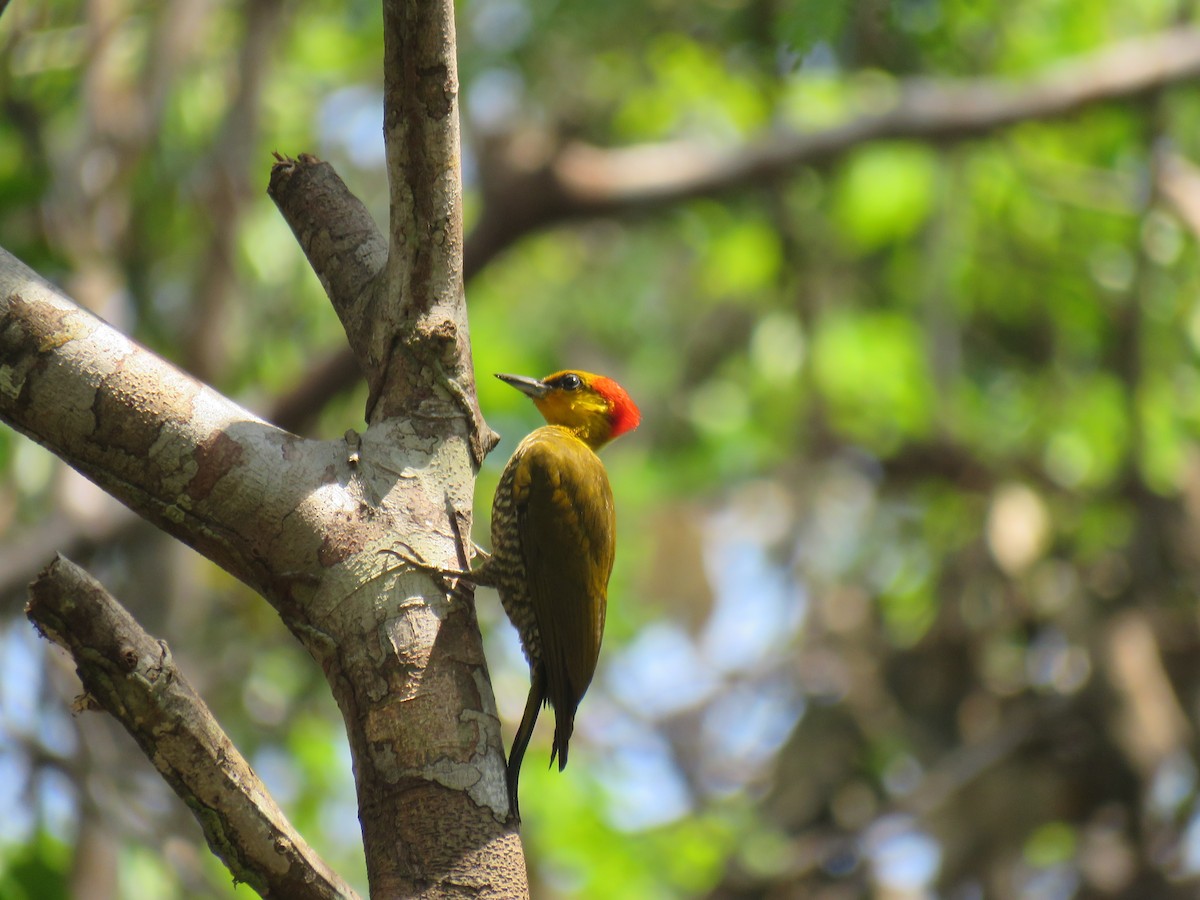 Yellow-throated Woodpecker - ML69026681