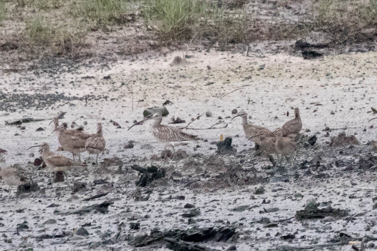 Eurasian Curlew - ML69026991